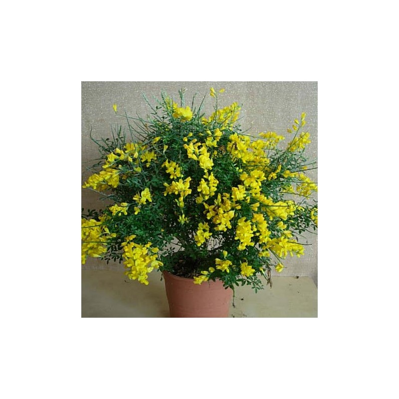 CYTISUS MADERENSIS