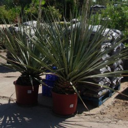 DASYLIRION TEXANUM