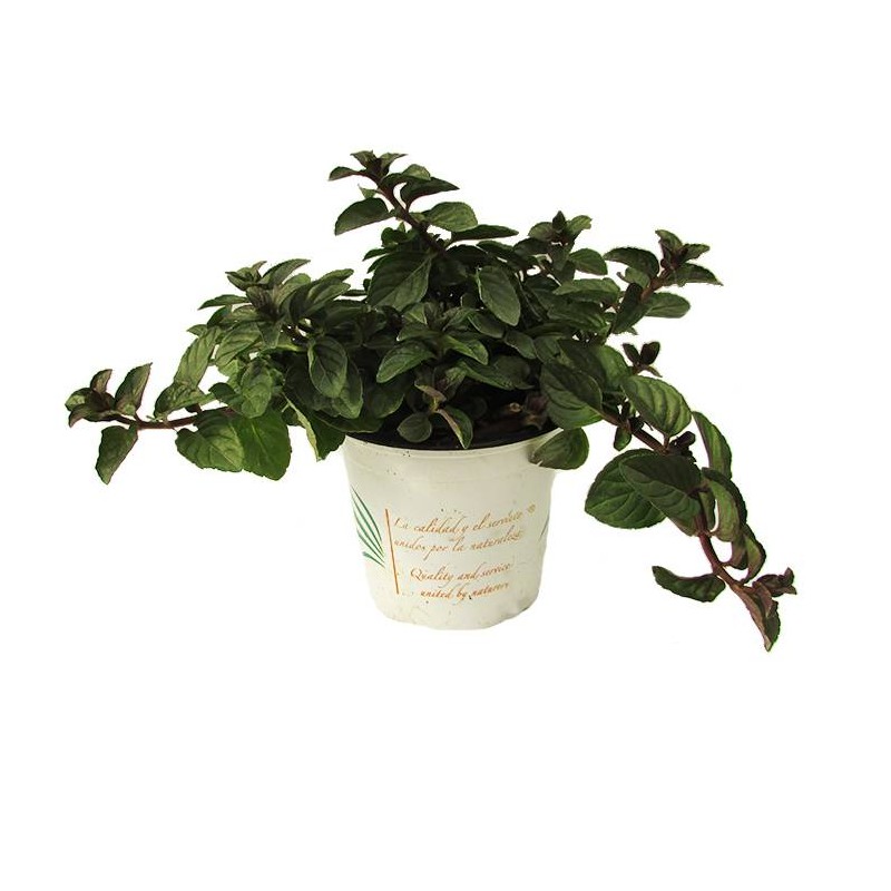 Mentha chocolate
