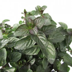 Mentha chocolate