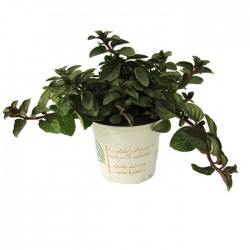 Mentha Piperita