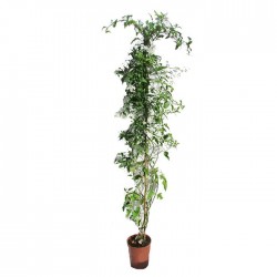 Solanum jazminoide