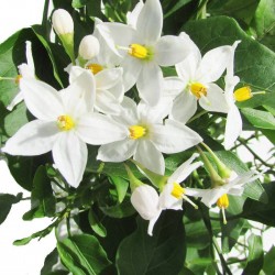 Solanum jazminoide