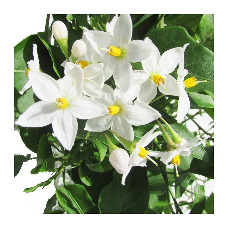Solanum jazminoide