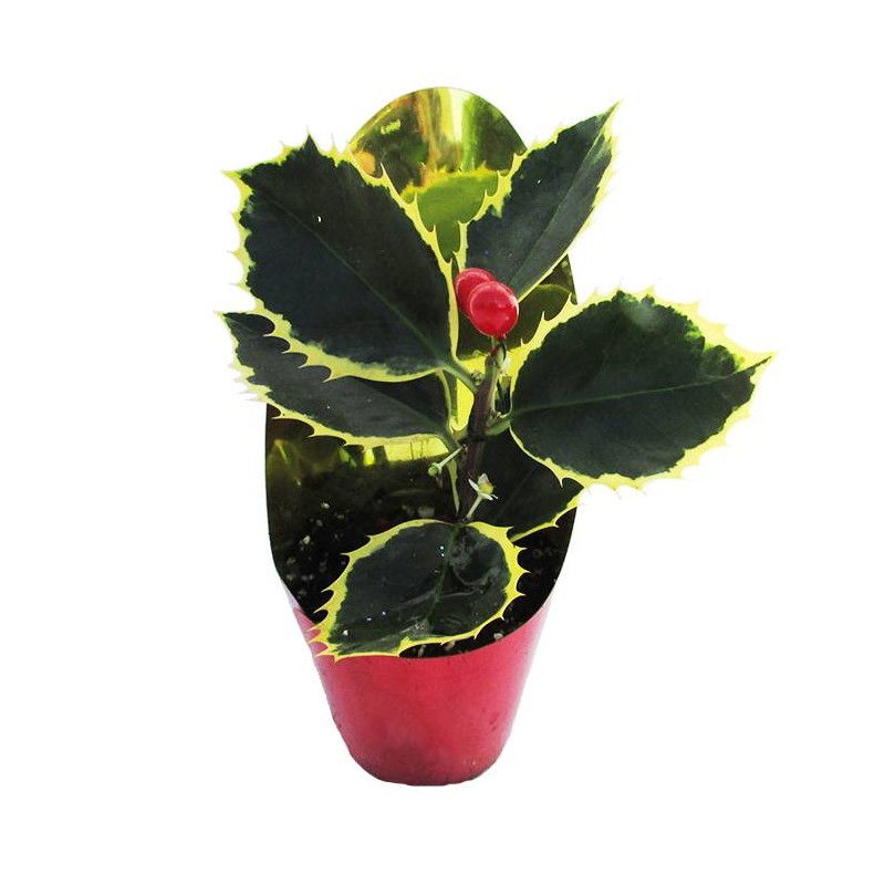 Acebo Navidad