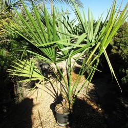 SABAL MINOR