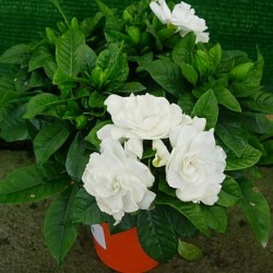 GARDENIA
