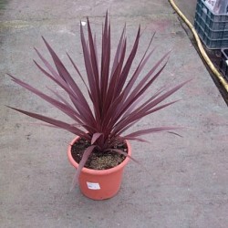 DRACENA AUSTRALIS RED STAR