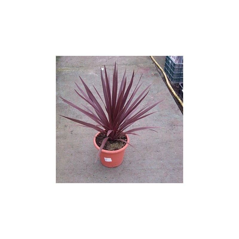 DRACENA AUSTRALIS RED STAR