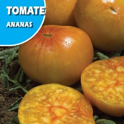 Semillas tomate ananas
