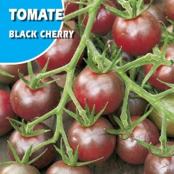 Semillas tomate ananas