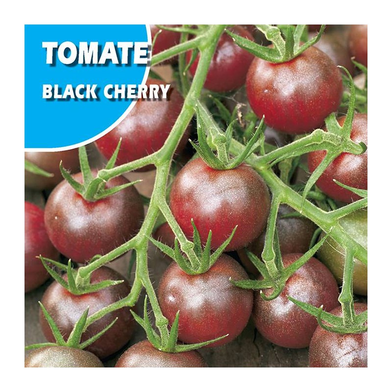 Semillas tomate ananas