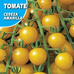 Semillas tomate ananas