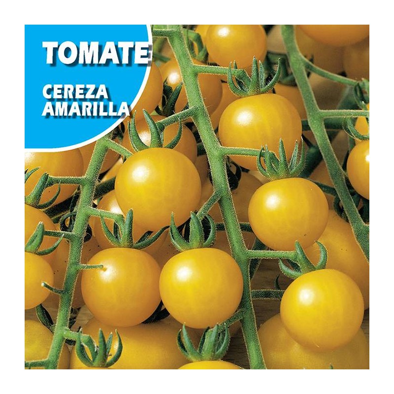 Semillas tomate ananas