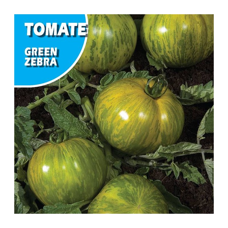 Semillas tomate green zebra