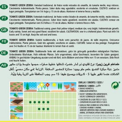 Semillas tomate green zebra