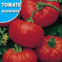 TOMATE MARMANDE