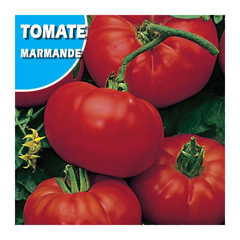 TOMATE MARMANDE