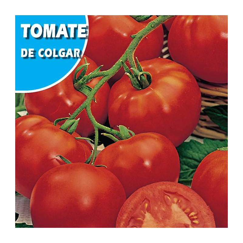 TOMATE DE COLGAR