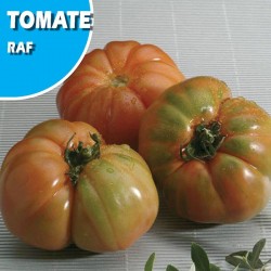 Tomate Raf