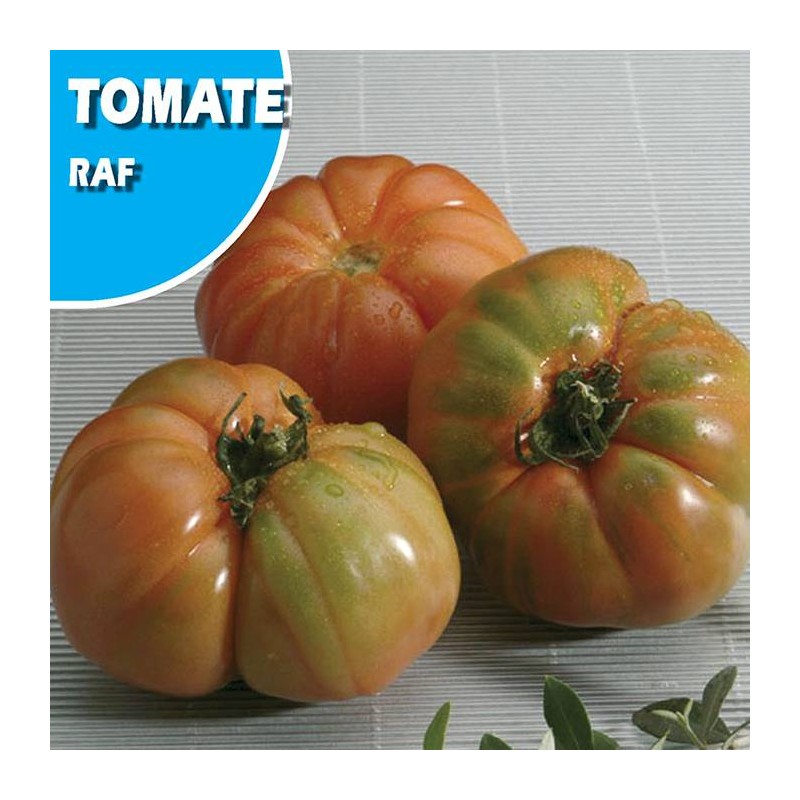 Tomate Raf