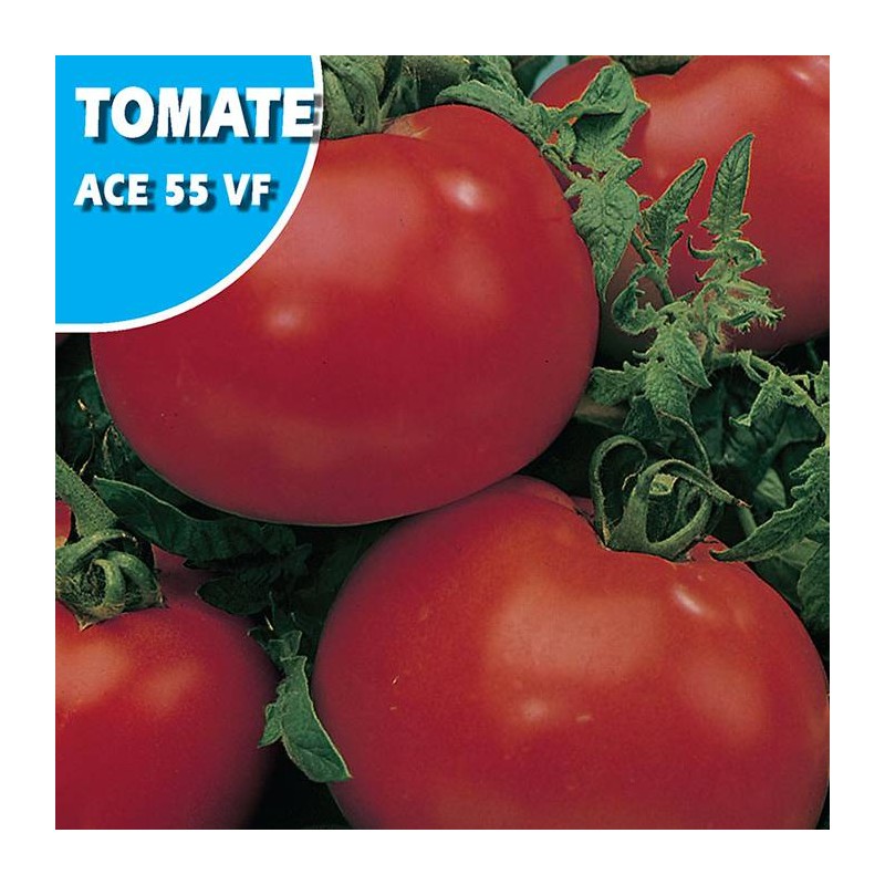 TOMATE ACE 55 VF