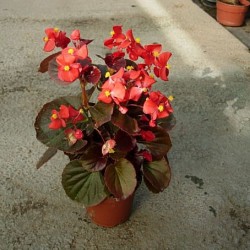 BEGONEA SEMPREFLORENS