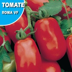 TOMATE ROMA