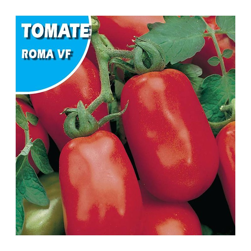 TOMATE ROMA