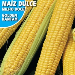 MAIZ DULCE GOLDEN BANTAM
