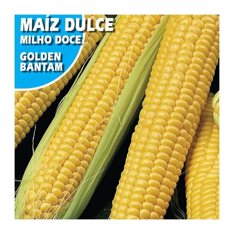 MAIZ DULCE GOLDEN BANTAM