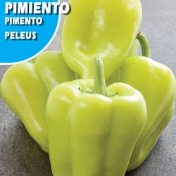 PIMIENTO OIMBRA