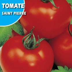 Tomate Saint Pierre