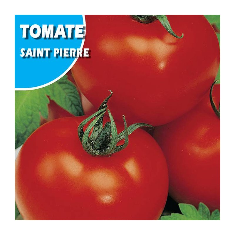 Tomate Saint Pierre