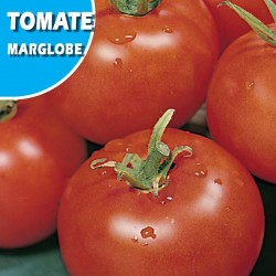TOMATE MARGLOBE