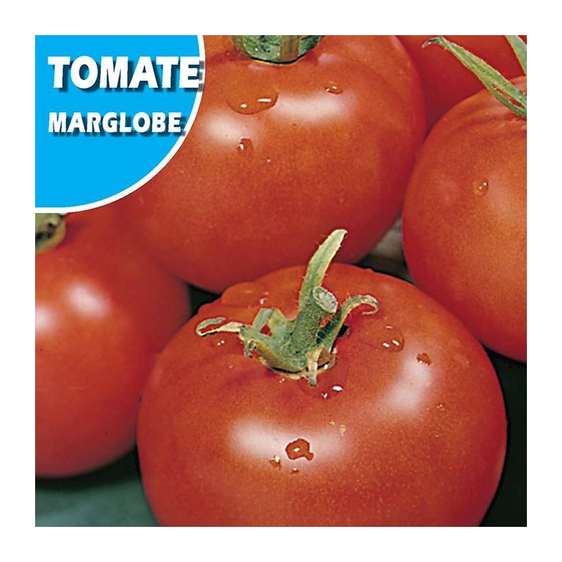 TOMATE MARGLOBE