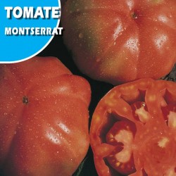 TOMATE MONSERRAT