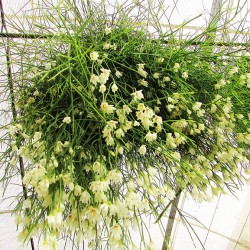 Cactus rhipsalis cassutha