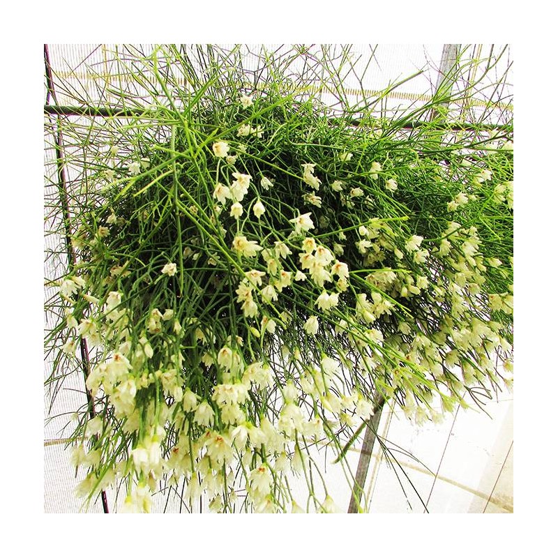 Cactus rhipsalis cassutha