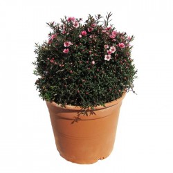 Leptospernum