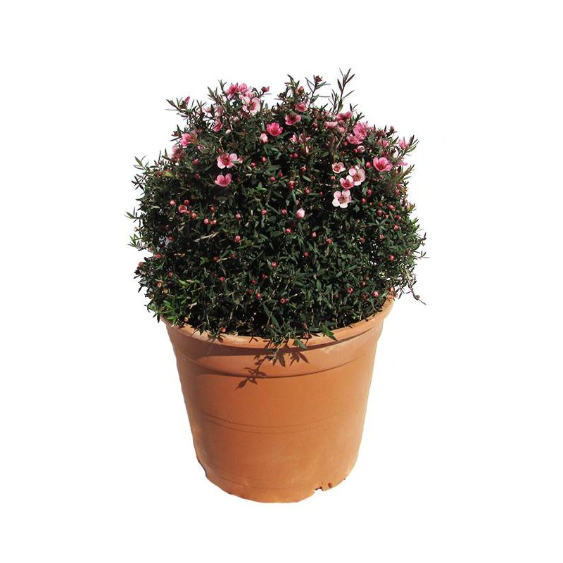 Leptospernum
