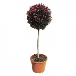 Leptospernum 