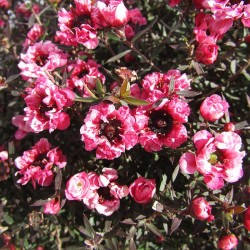 Leptospernum 