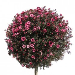 Leptospernum 