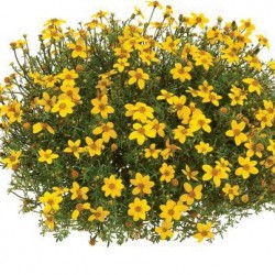 BIDENS