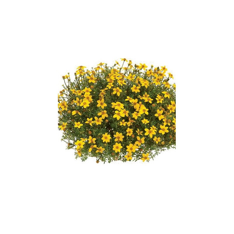 BIDENS