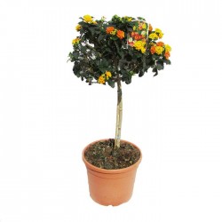 Lantana Camara
