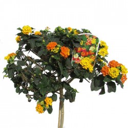 Lantana Camara