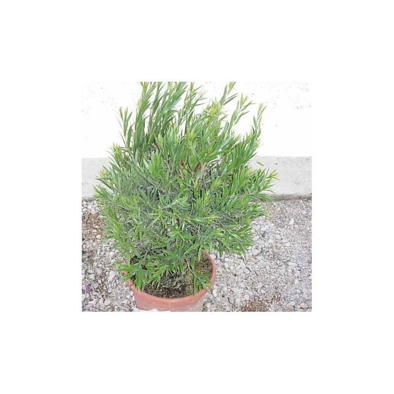 CALLISTEMON MASOTI