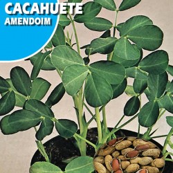 Cacahuete